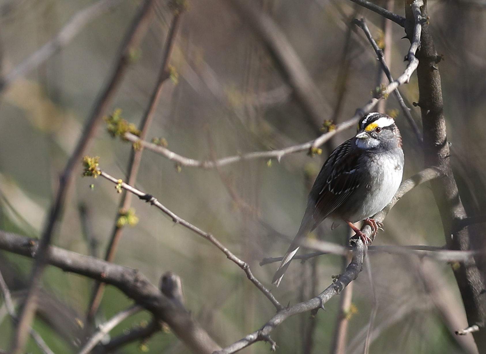 043020bp-cedar-island-bird